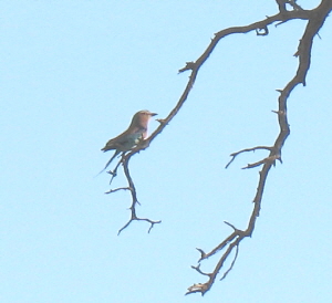 Lilac-Breasted Roller1