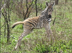 NetObjects Fusion Essentials