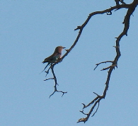 NetObjects Fusion Essentials